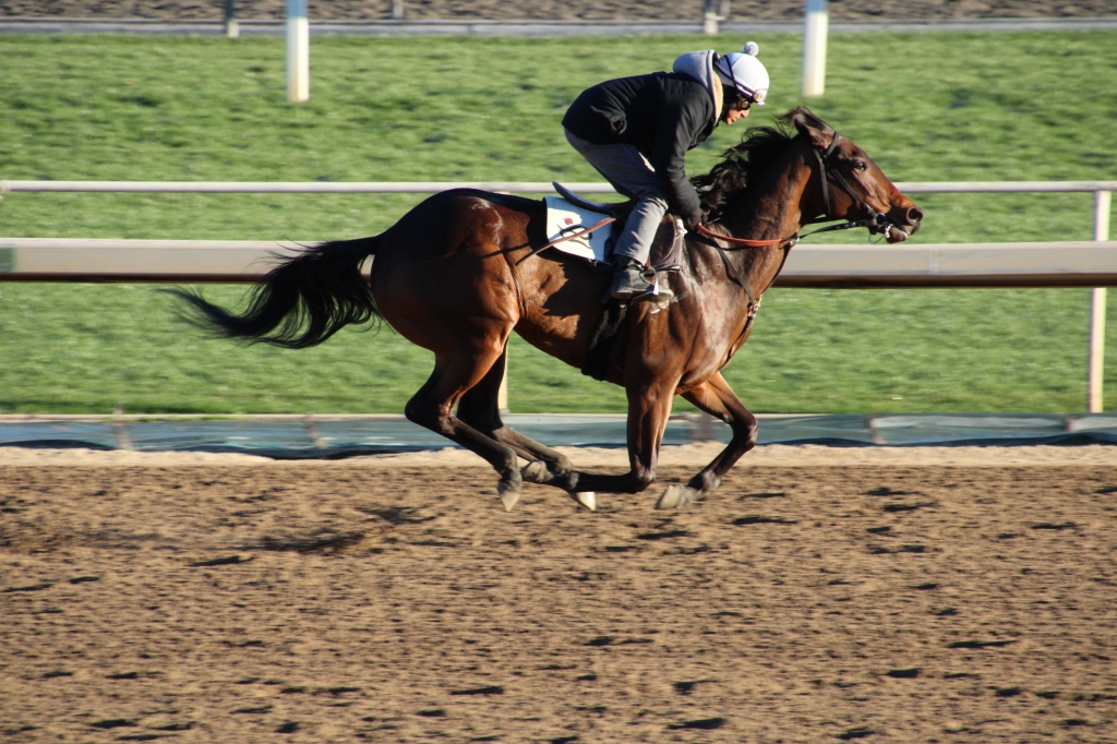 Peter Eurton's horse Lady Mystify working with Pepe Aragon