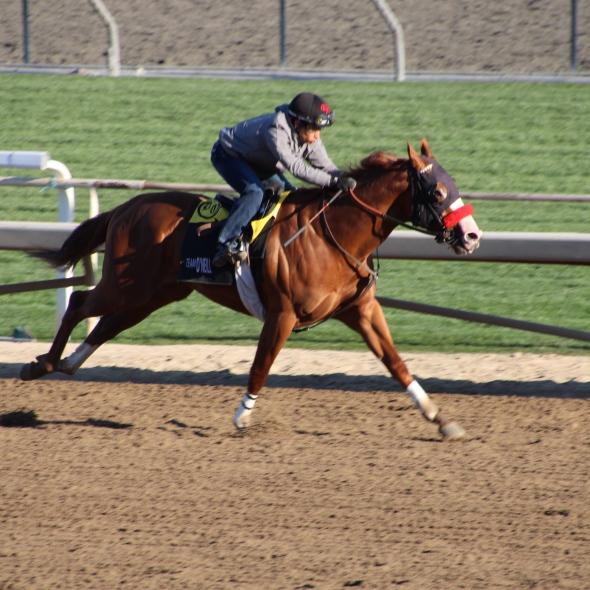 horse named Star Sailor working for trainer Doug O'Neill