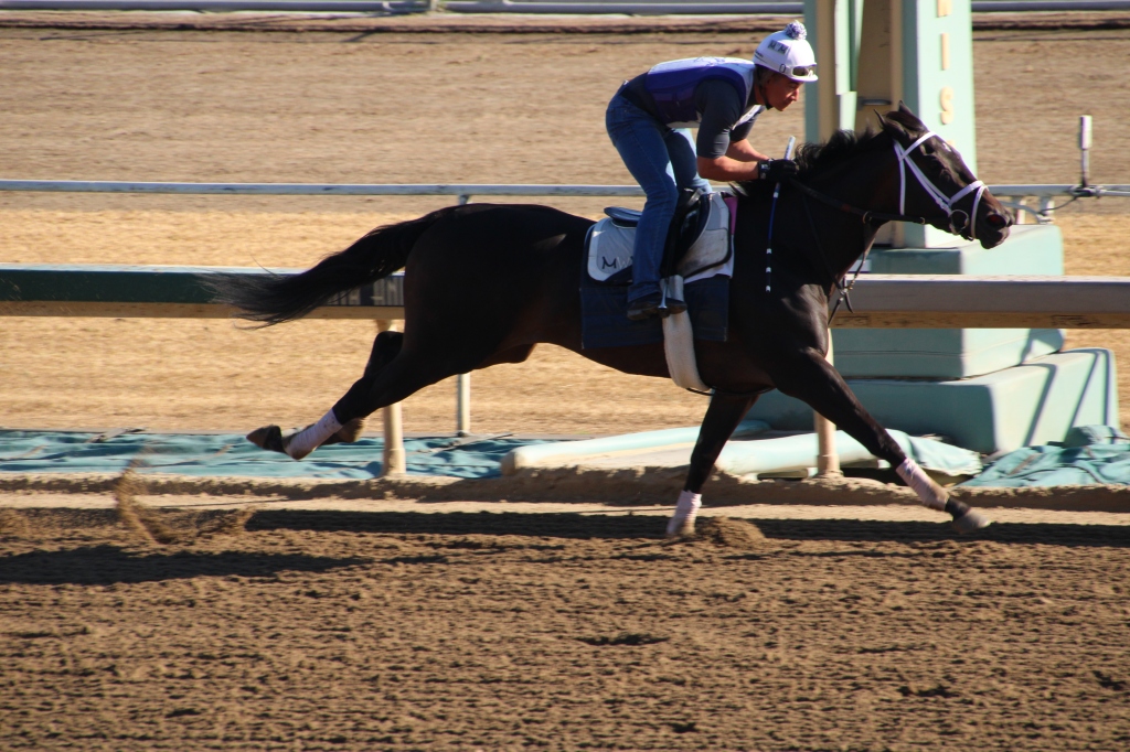 a dark bay horse named Girl Ranger working for trainer Michael McCarthy