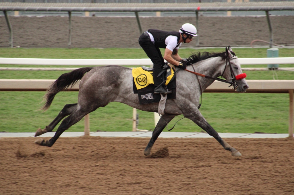 a gray horse called Mo Them Down working on the main track