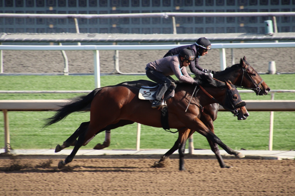 two dark bay horses working, Flat On on the outside and Xander on the rail, for trainer Peter Eurton