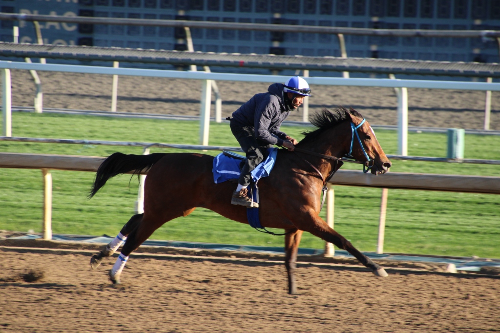 a bay horse with white star named Lady T working on the main track for John Shirreffs